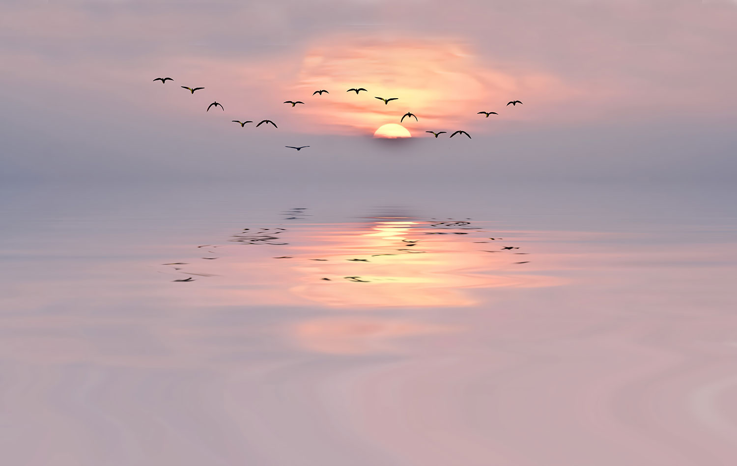 Poster xxl: Coucher de soleil parmi les mouettes