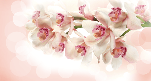 Poster xxl: Bouquet d'orchidée