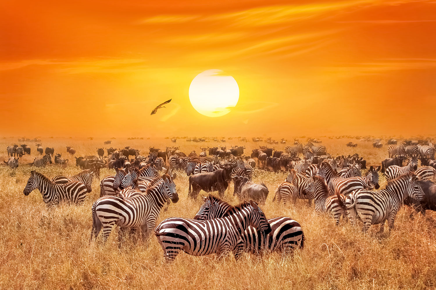 Poster xxl: Z&egrave;bres dans la savane