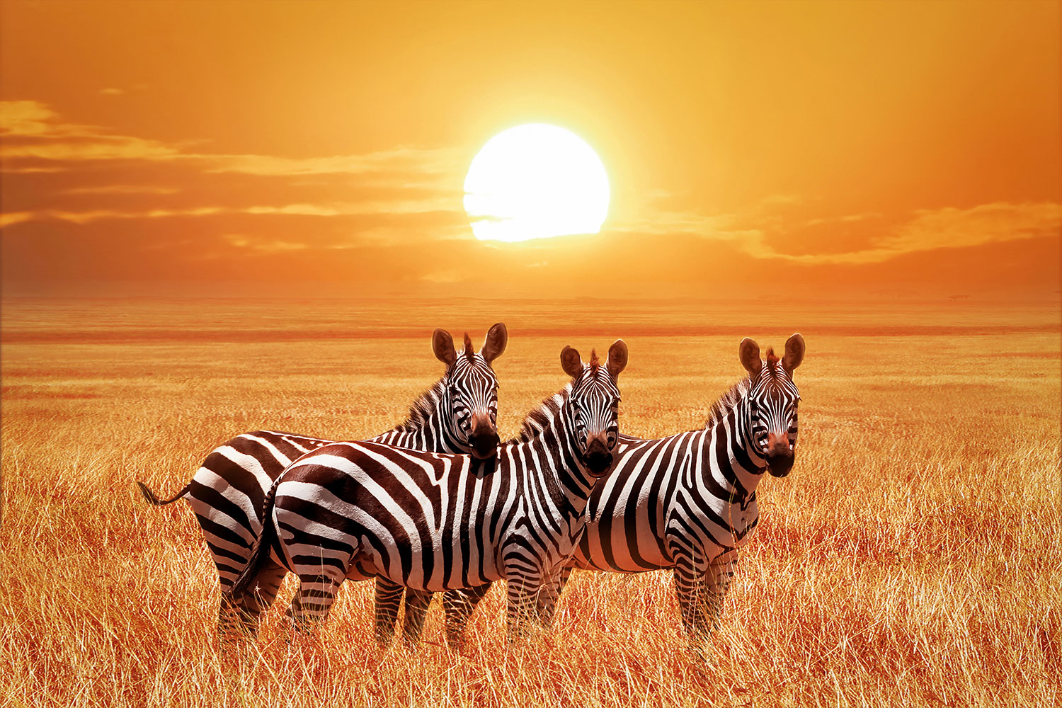Poster xxl: Des z&egrave;bres dans un coucher de soleil