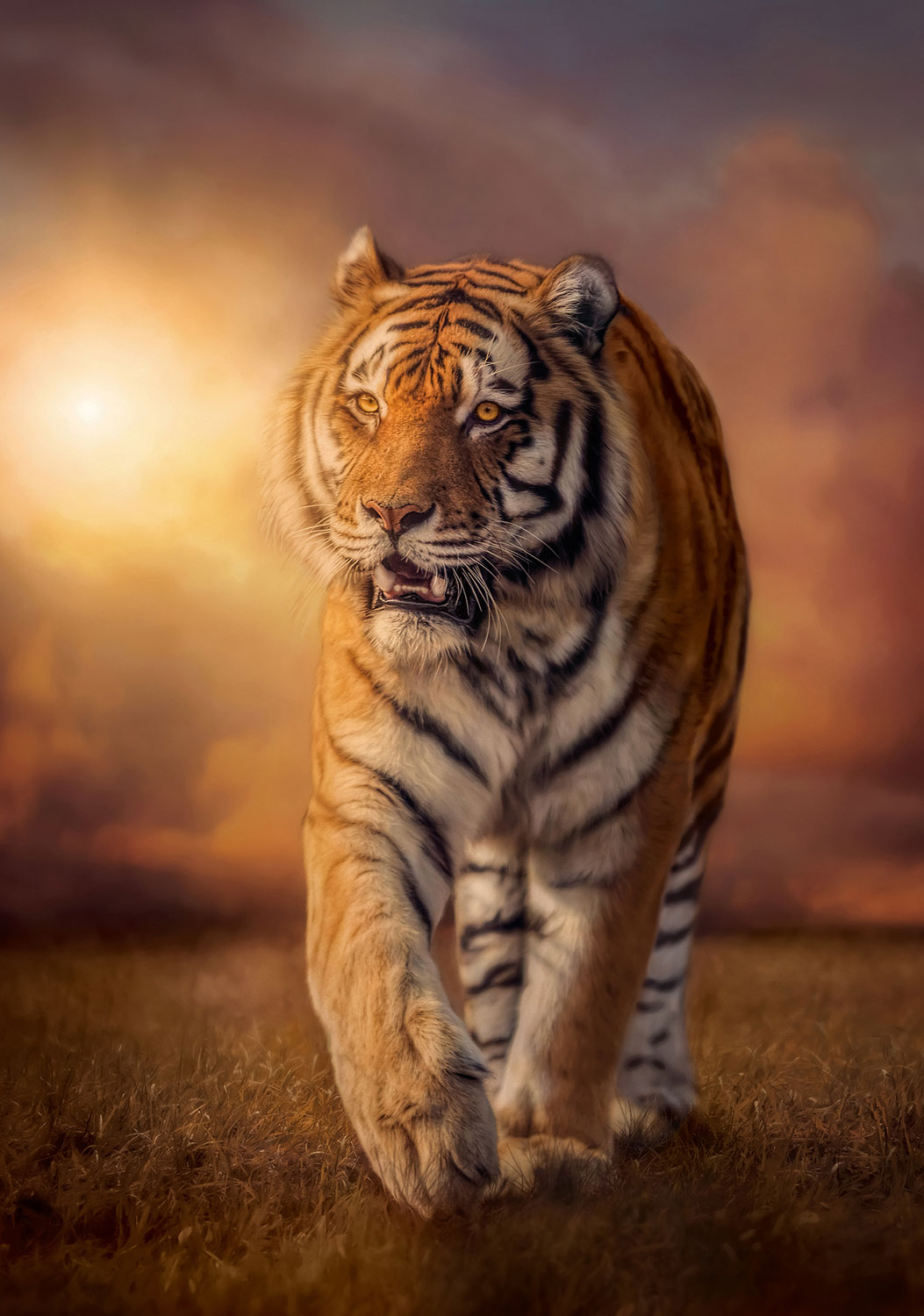 Poster xxl: Tigre