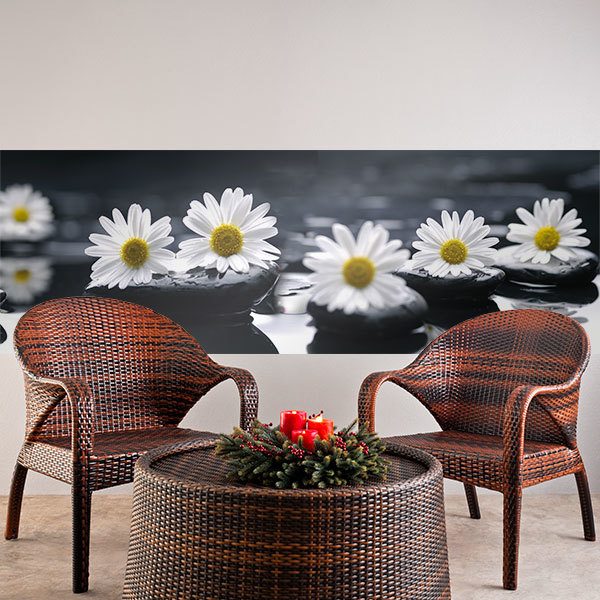 Poster xxl: Marguerites sur pierres noires