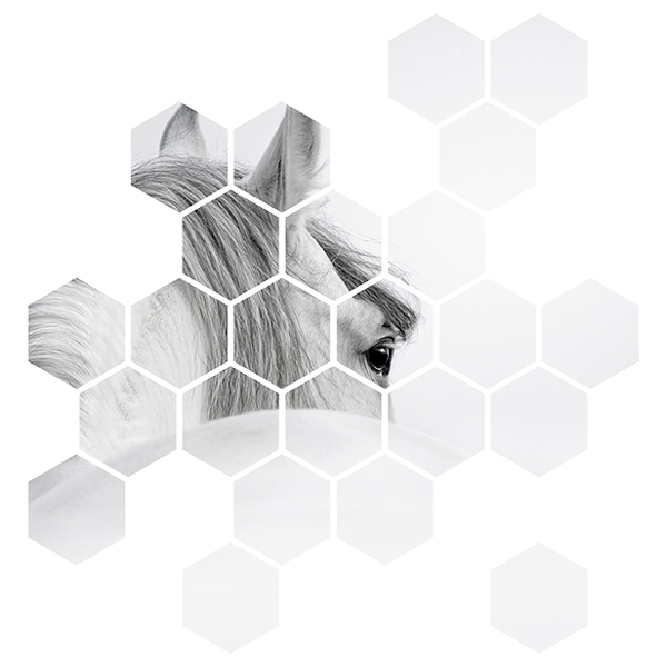 Stickers muraux: Kit Géométrique Cheval blanc