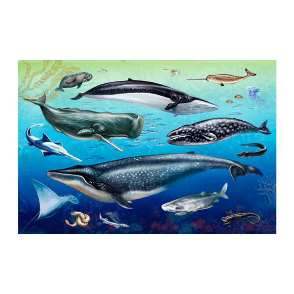 Stickers muraux: La Faune Océanique