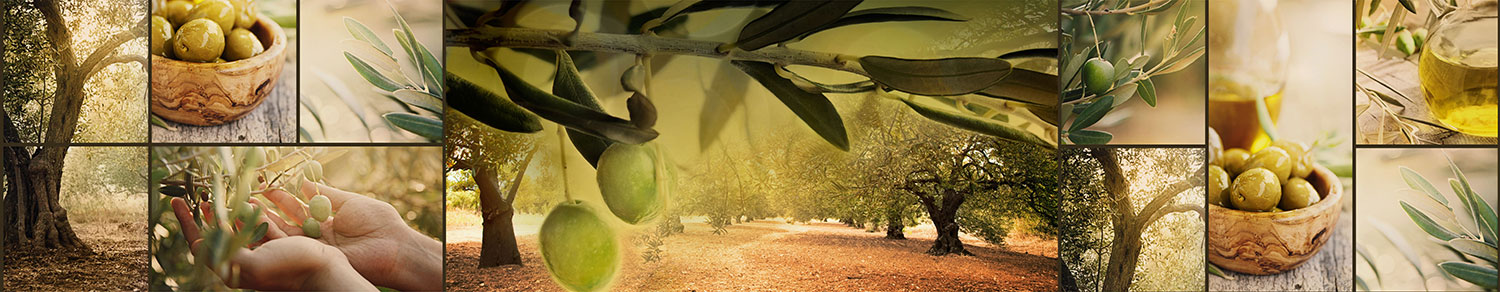 Poster xxl: Les oliviers et les olives